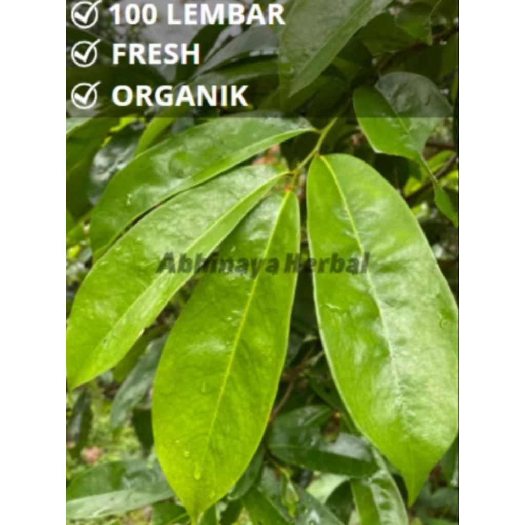 

Daun sirsak segar organik per 150 lembar