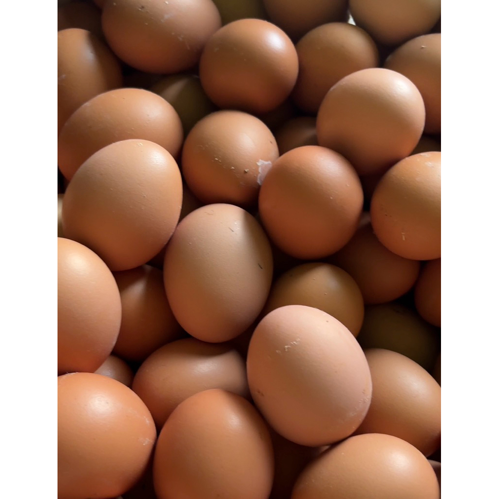 

telur ayam negeri 1kg