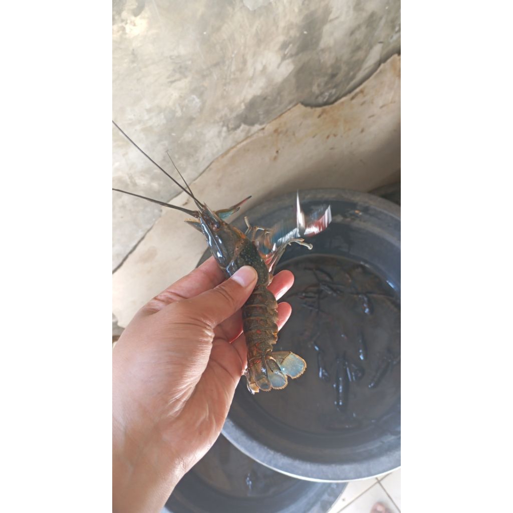 

bibit 2 inci up lobster air tawar fress jenis konsumsi