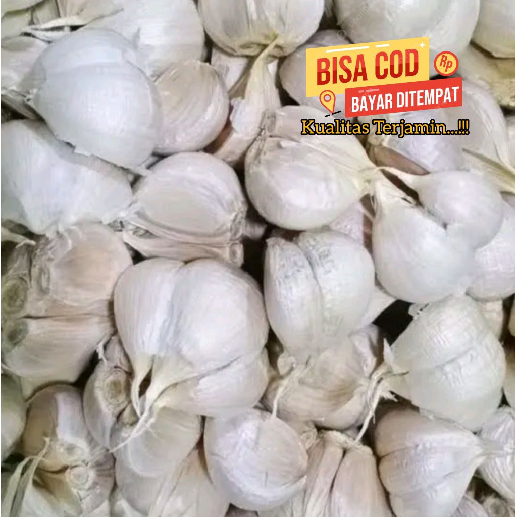 

Bawang Putih Kating Bersih 1kg Bawang Putih Pilihan Berkualitas