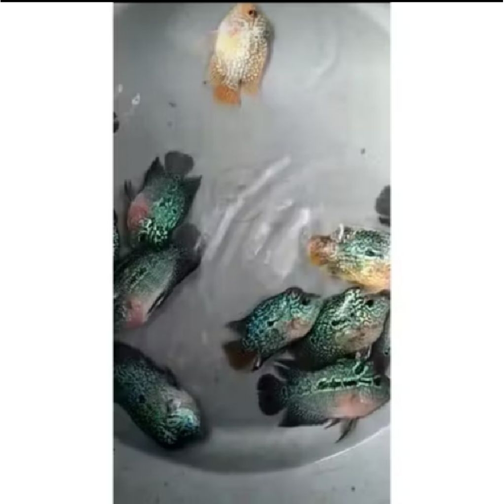 LOUHAN SRD JENONG UKURAN 2 JARI UP