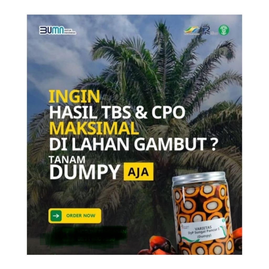 bibit kecambah sawit verietas dxp PPKS Dumpy/ bersertifikat