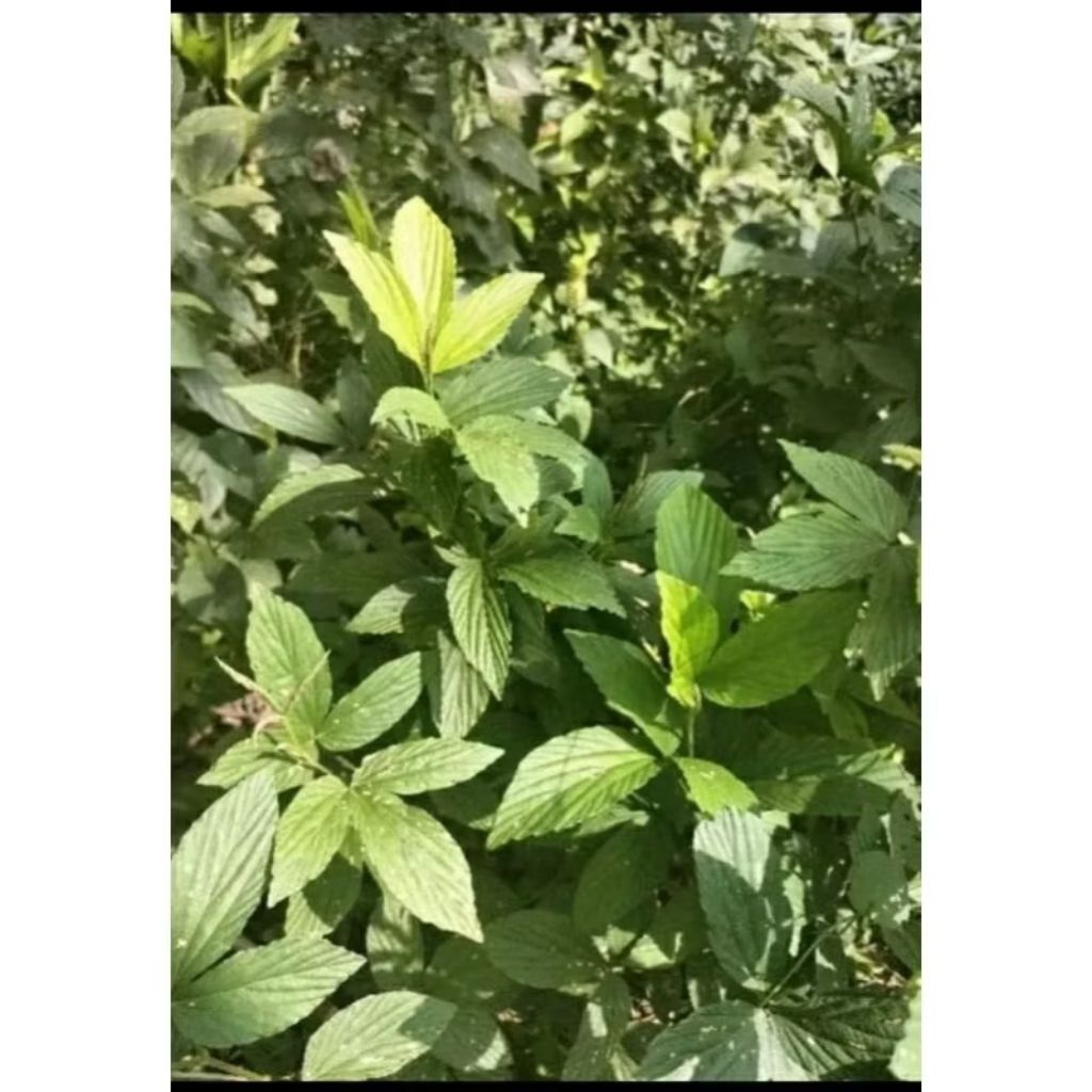 

DAUN OPO OPO SEGAR 200GRAM