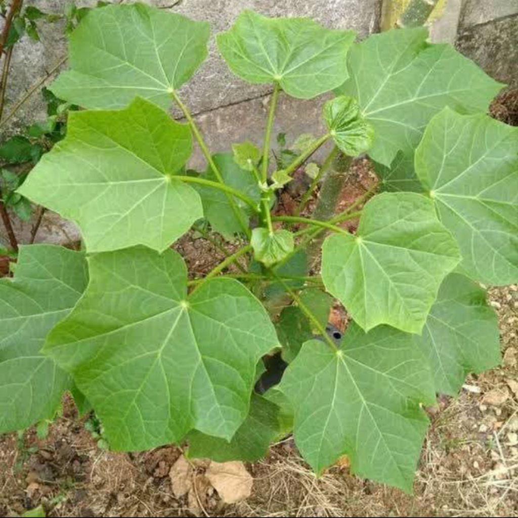 

daun dadap segar 500 gram