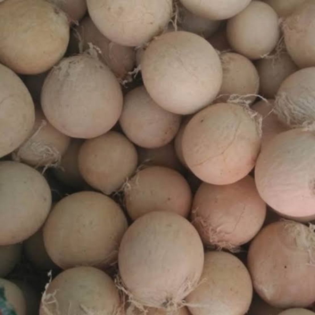 

Nyamplung Kering 500 gram