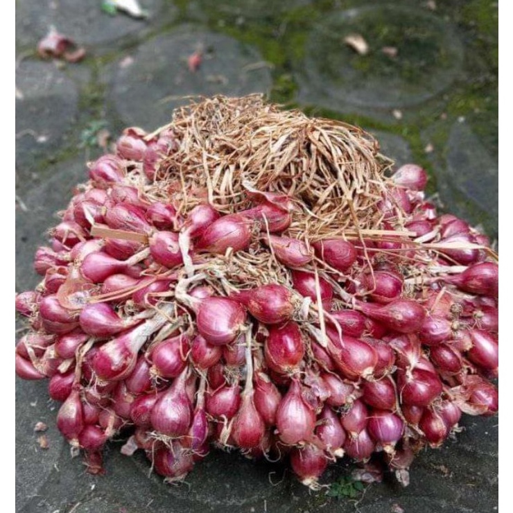 KODE T44O 1kg bibit siap tanam bawang merah Bima Brebes