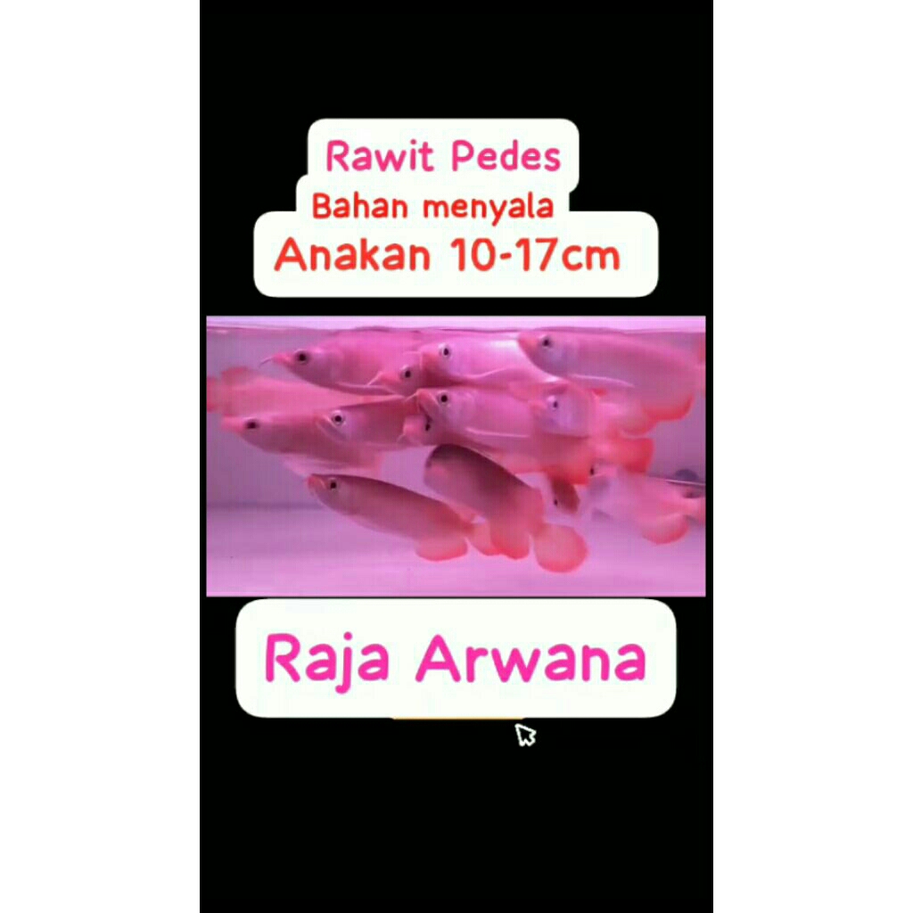 Red Dragon Arwana 10-17cm Pedas menyala