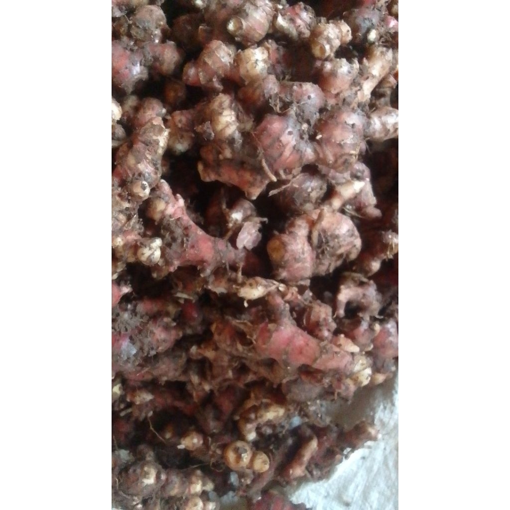 

1kg jahe merah berkualitas (Garut Selatan)