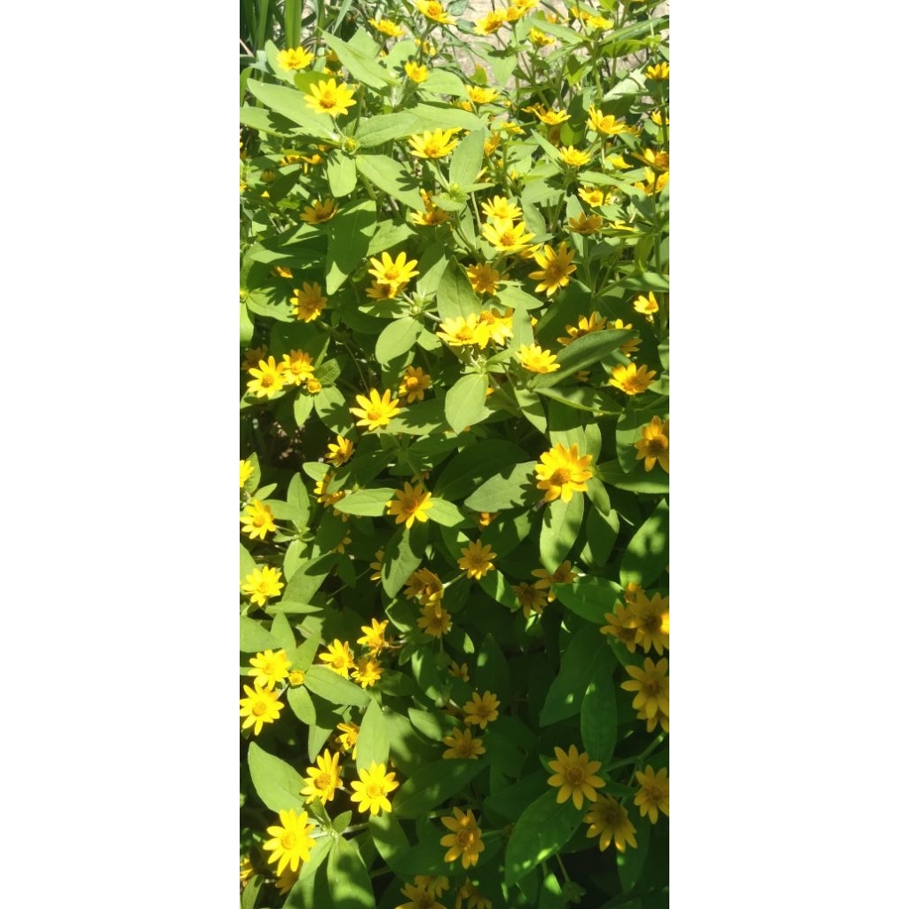 

Biji bunga butter daisy atau bunga seribu bintang