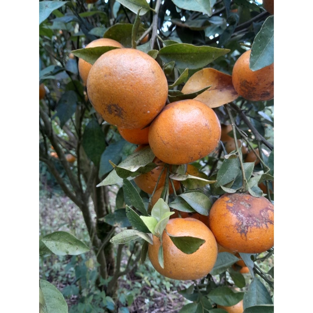 

jeruk kintamani