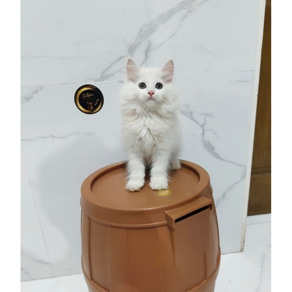 kucing maincone white solid