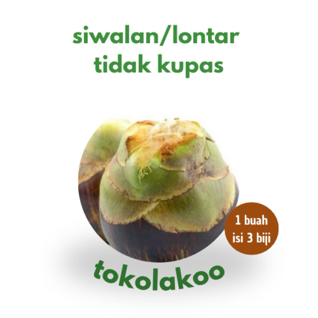 

TOKOLAKOO Buah Siwalan / Lontar Tidak Kupas , Belum Kupas | Buah Premium