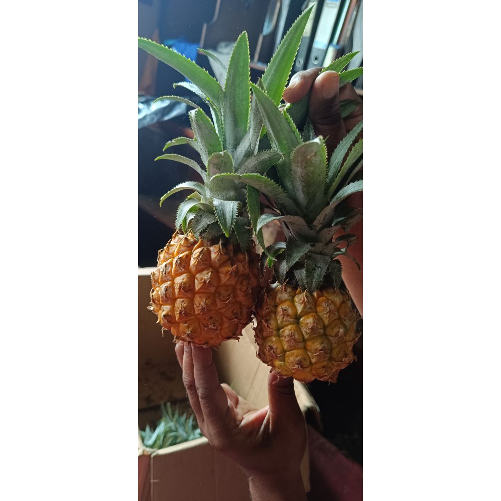 

NANAS MADU UKURAN B SEDANG 3PCS