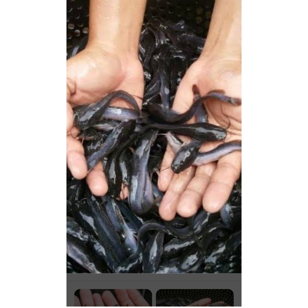 Bibit ikan lele Sangkuriang paket 100ekor 8-10cm