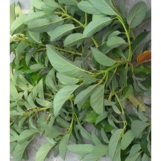 Paket 10Pcs Entres Alpukat Kendil Entres Unggul Dan Berkualitas Super