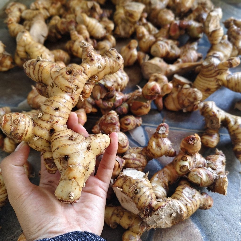 

Lengkuas Putih 1Kg/ Laja Fresh Organik / Lengkuas Besar / Laja Putih