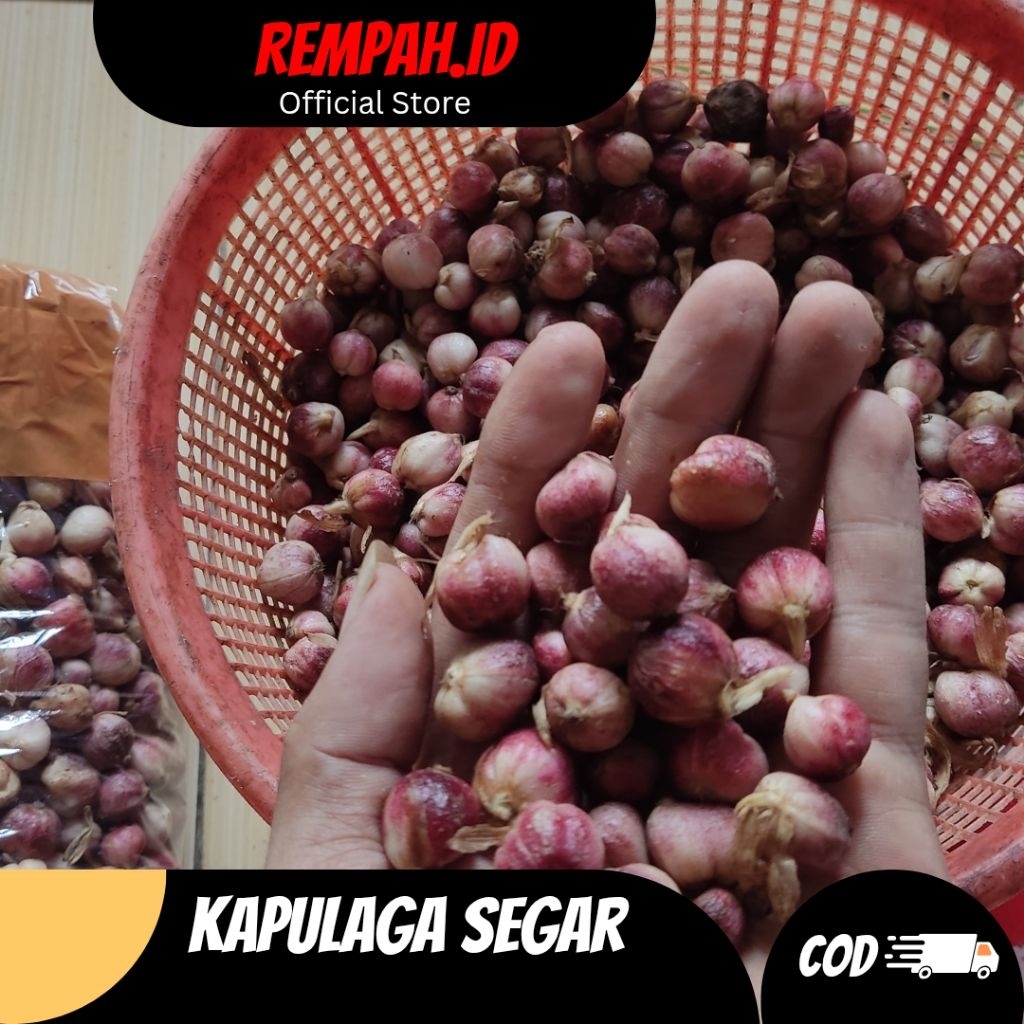 

Buah Kapulaga Basah Segar/ Kapol Basah Super 1 KG