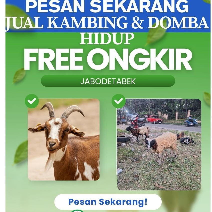 

JUAL KAMBING / DOMBA FREE ONGKIR SAMPAI TUJUAN - GRATIS BIAYA POTONG