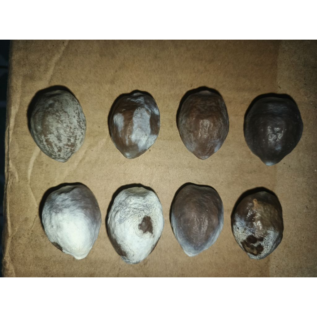 muncang kemeri jawa ORI