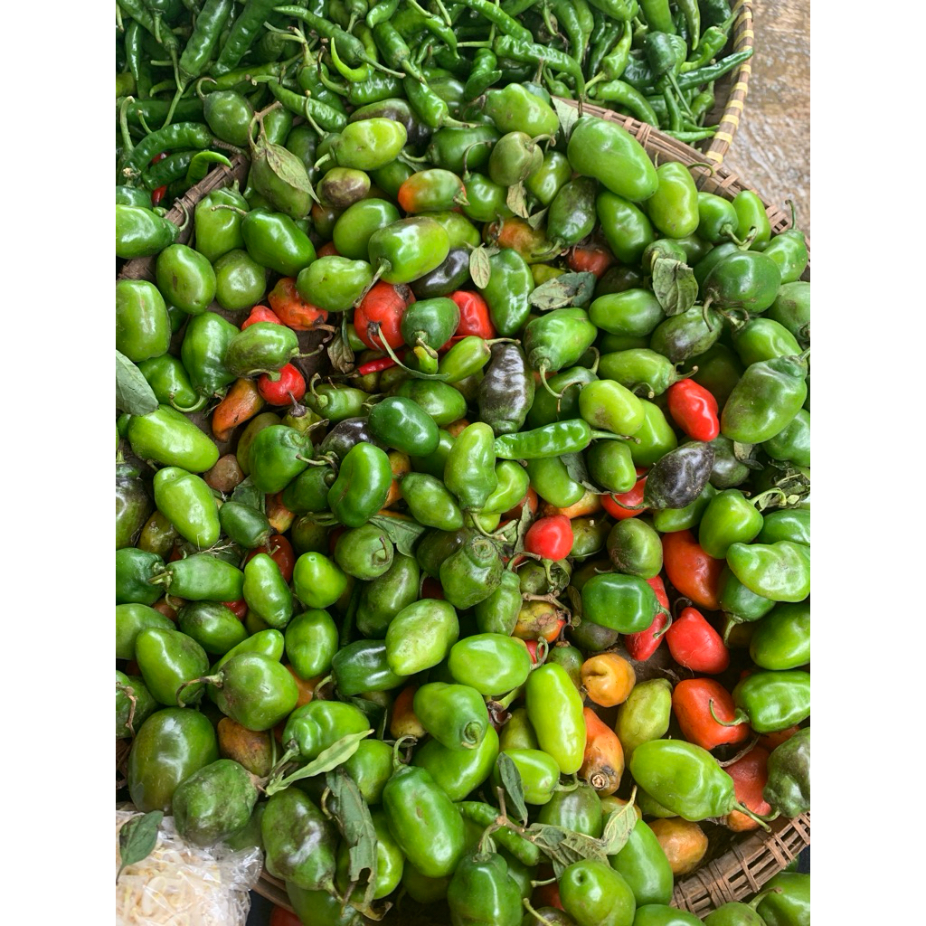 

cabai dieng cabai gendot cabai habanero viral pedas