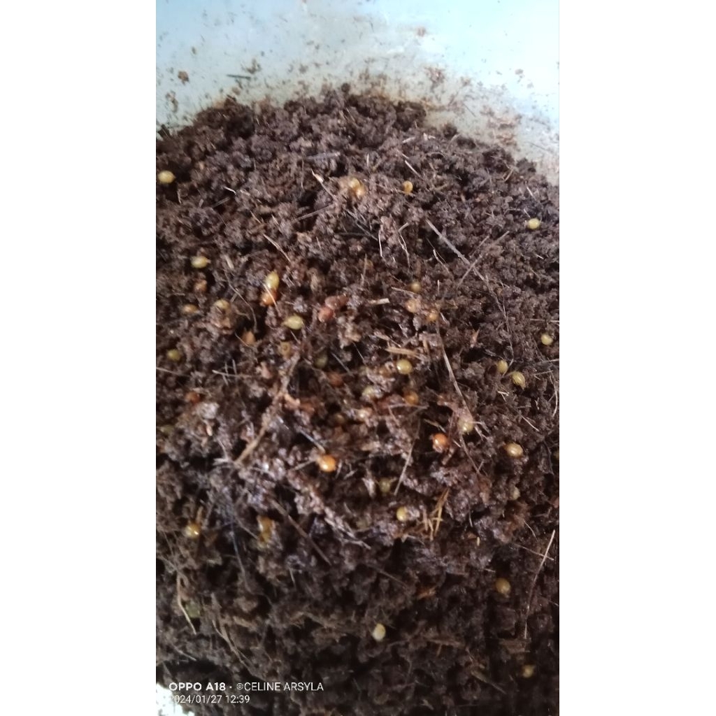 Telur Cacing Lumbricus Rubellus & ANC Mix