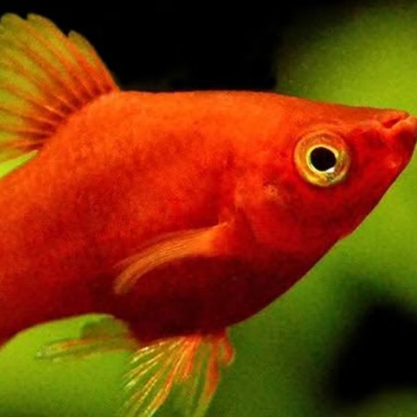 dekorasi aquarium platy coral