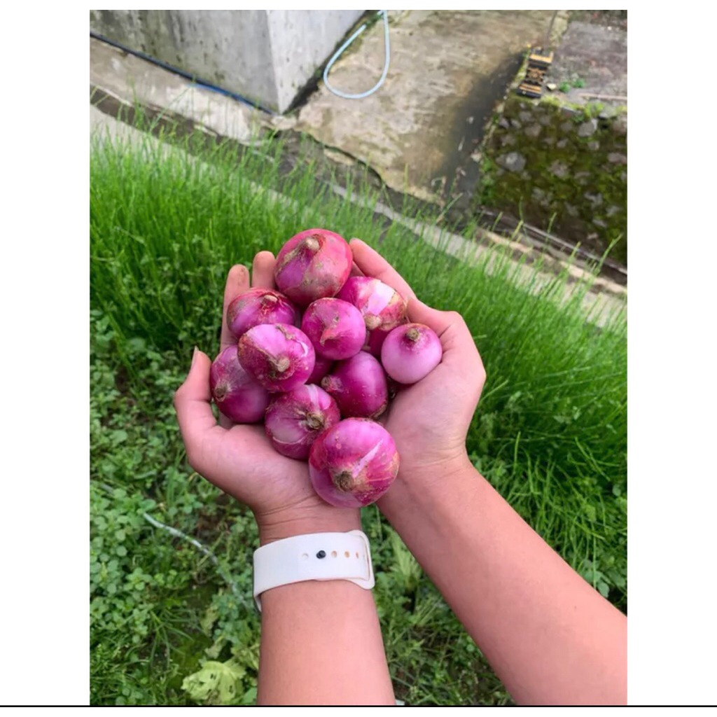 

BAWANG MERAH BRAMBANG 1kg