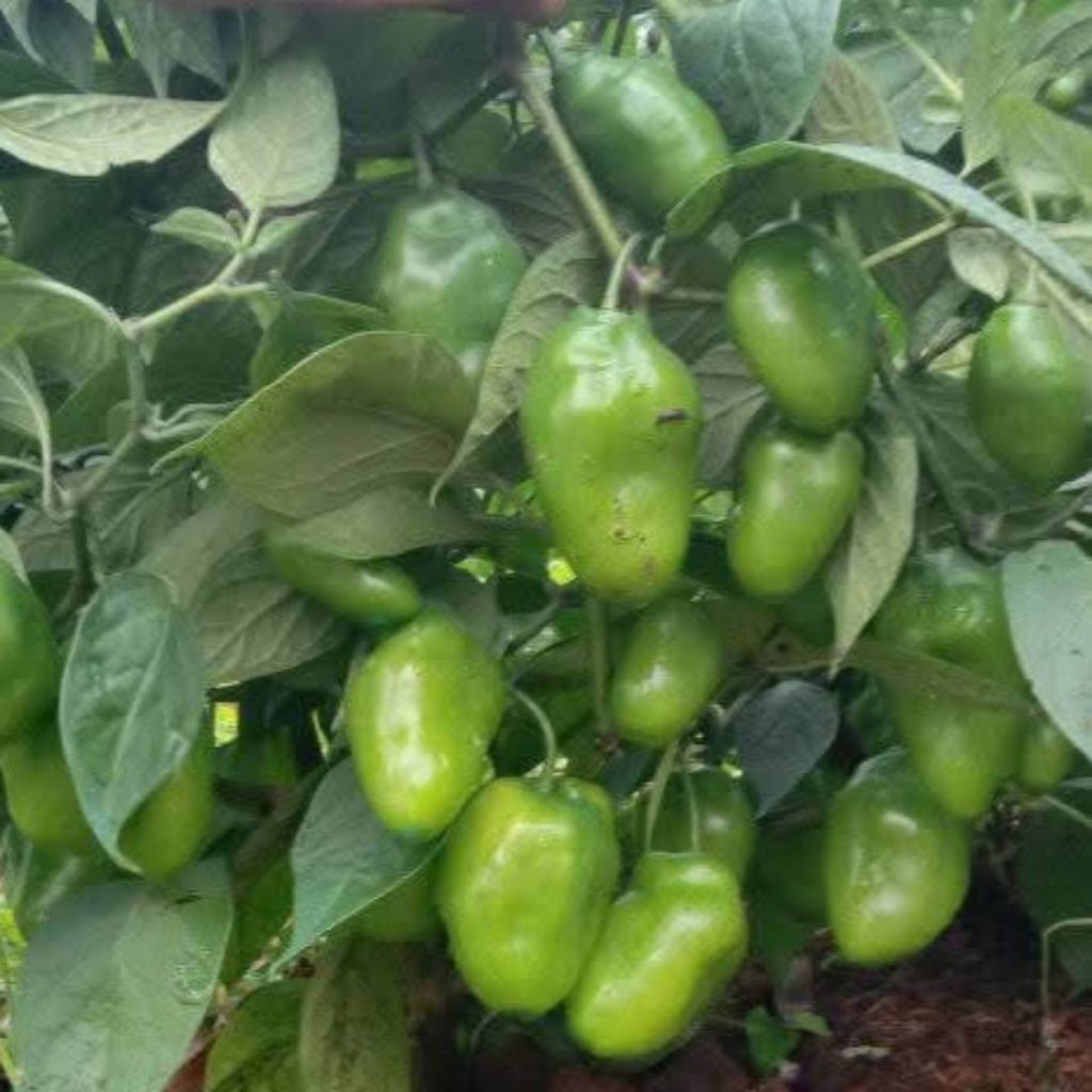 

Cabai GENDOT Viral Bandung 250 Gram