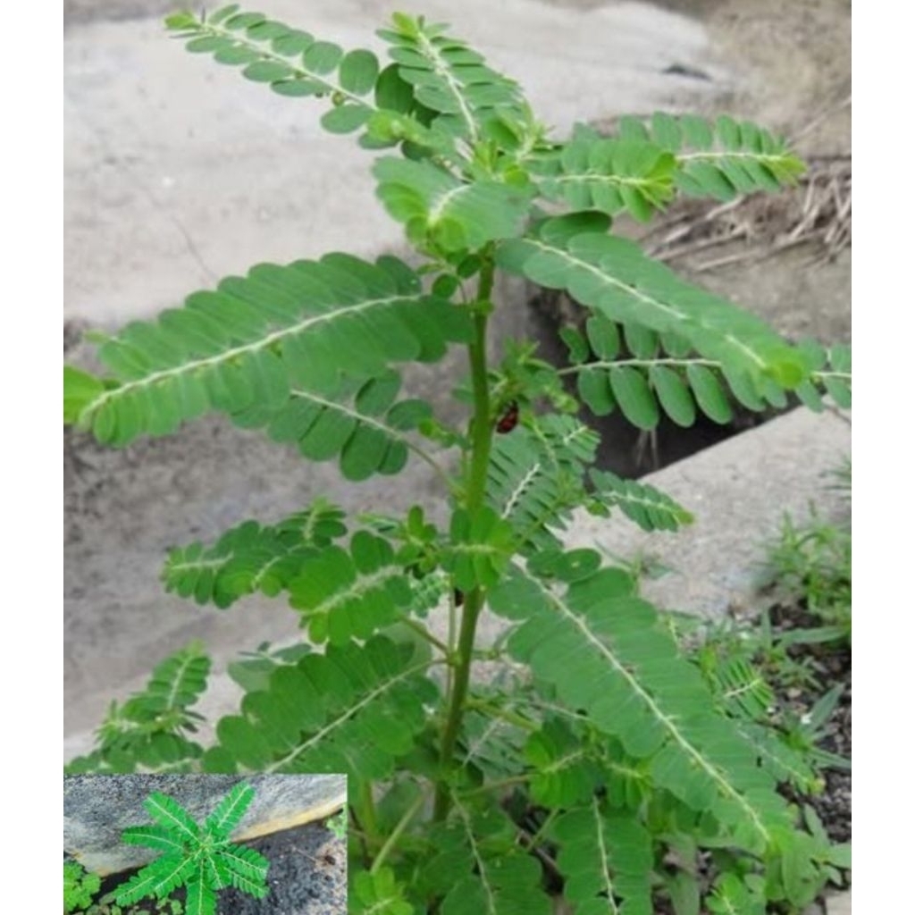 

daun meniran segar dan fress di petik saat mau di kirim 250gram