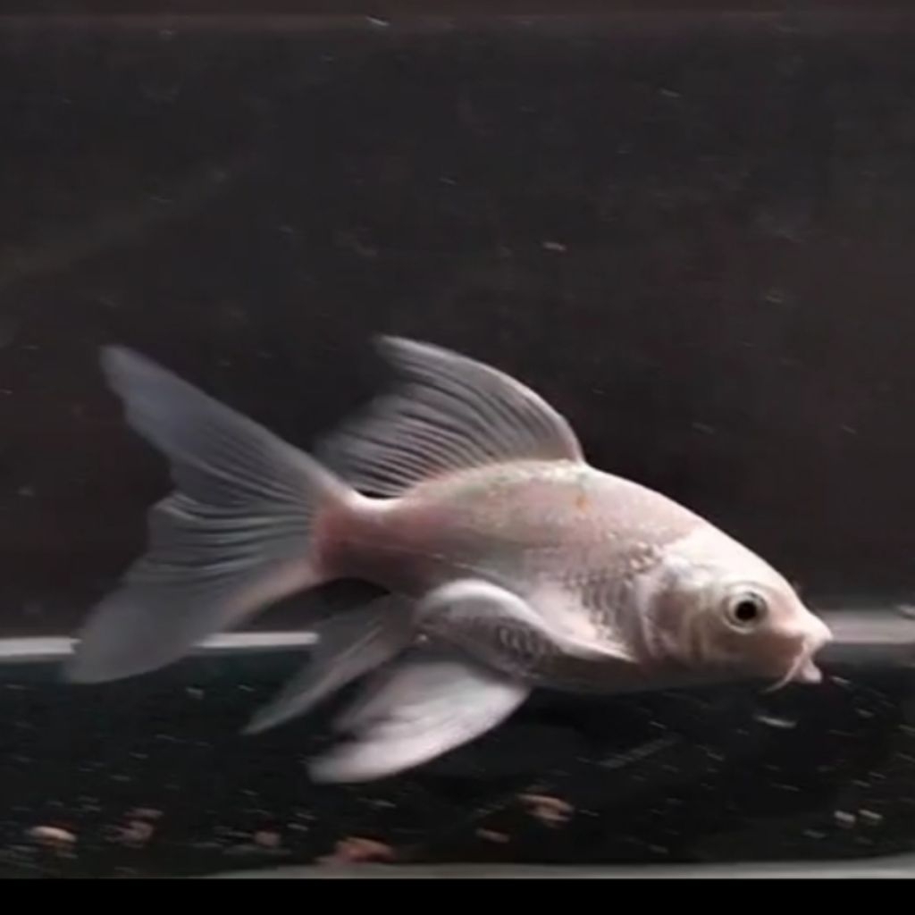 Hudielong Platinum Koi Short Body SSB Slayer Long Fin 5-7cm Termurah