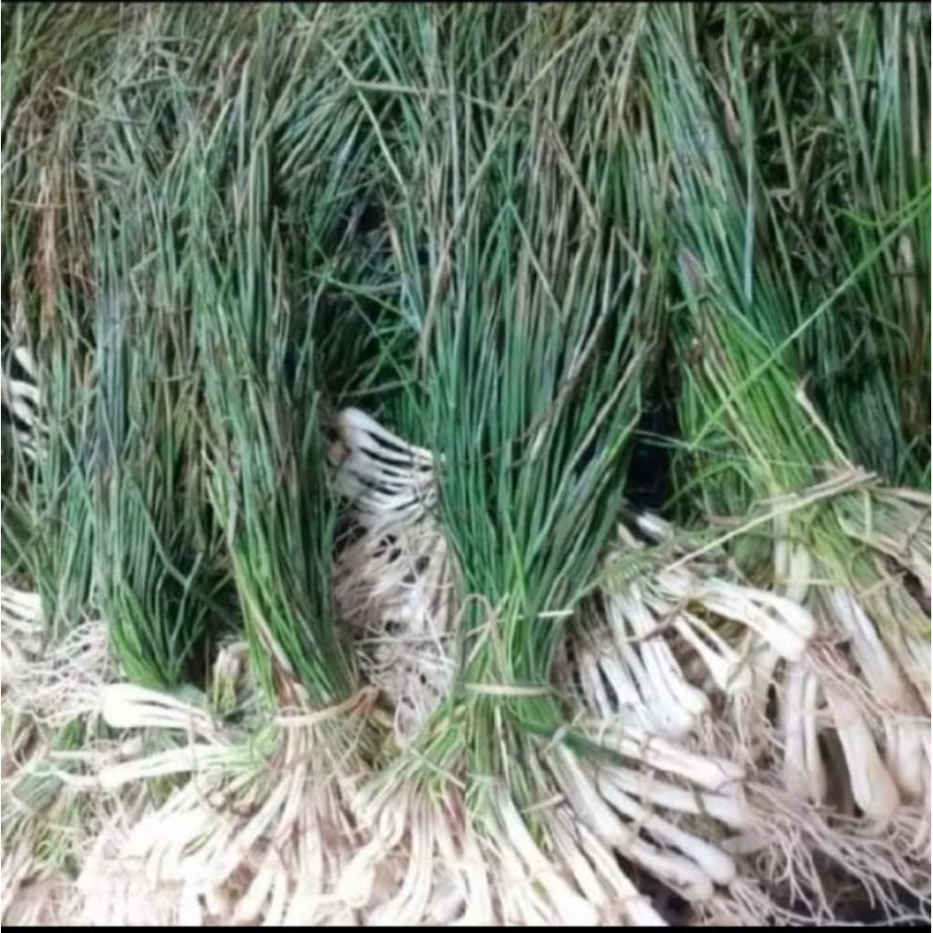

Daun bawang batak