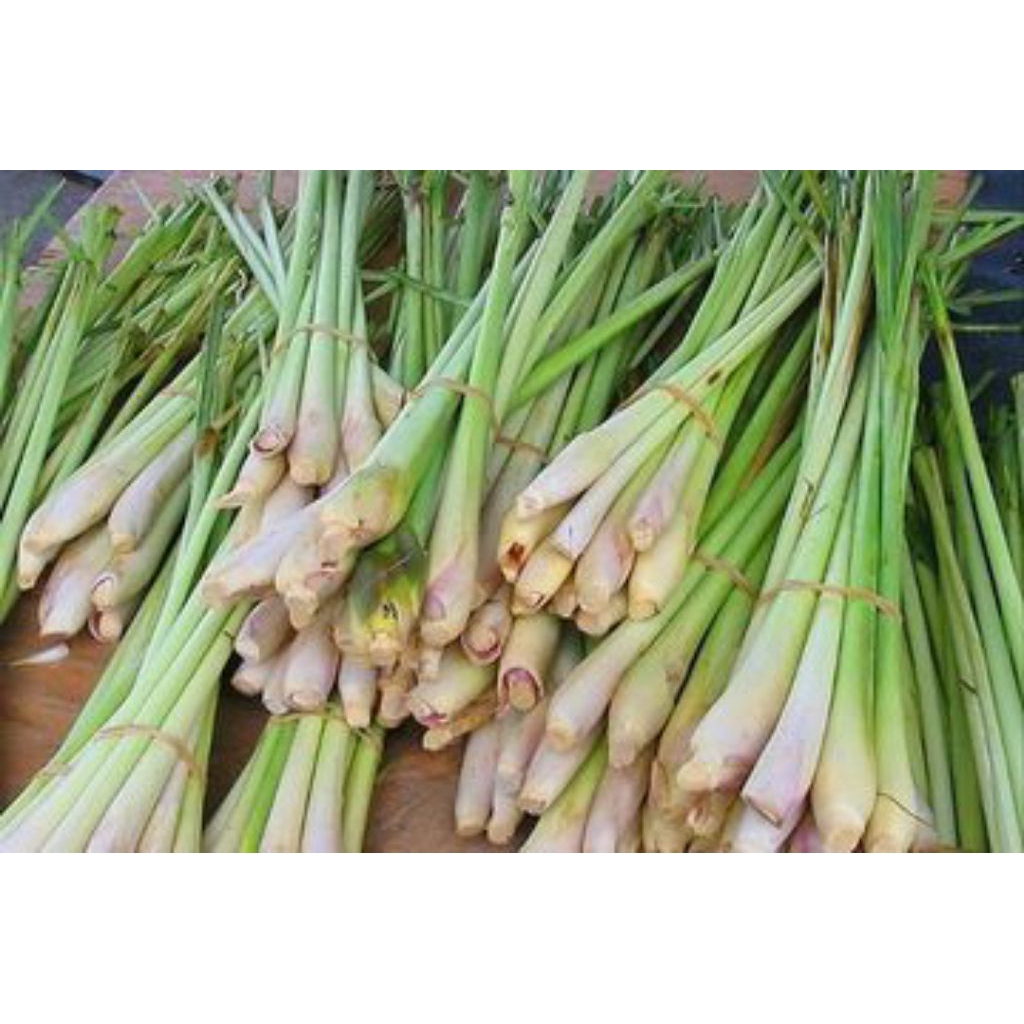 

sereh/serai rempah dapur bumbu masakan Indonesia