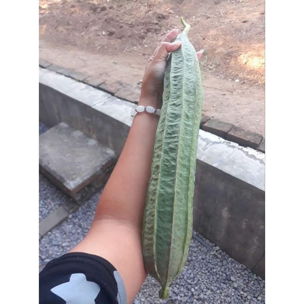 15 BUTIR-BENIH BIBIT GAMBAS OYONG PANJANG SUPER