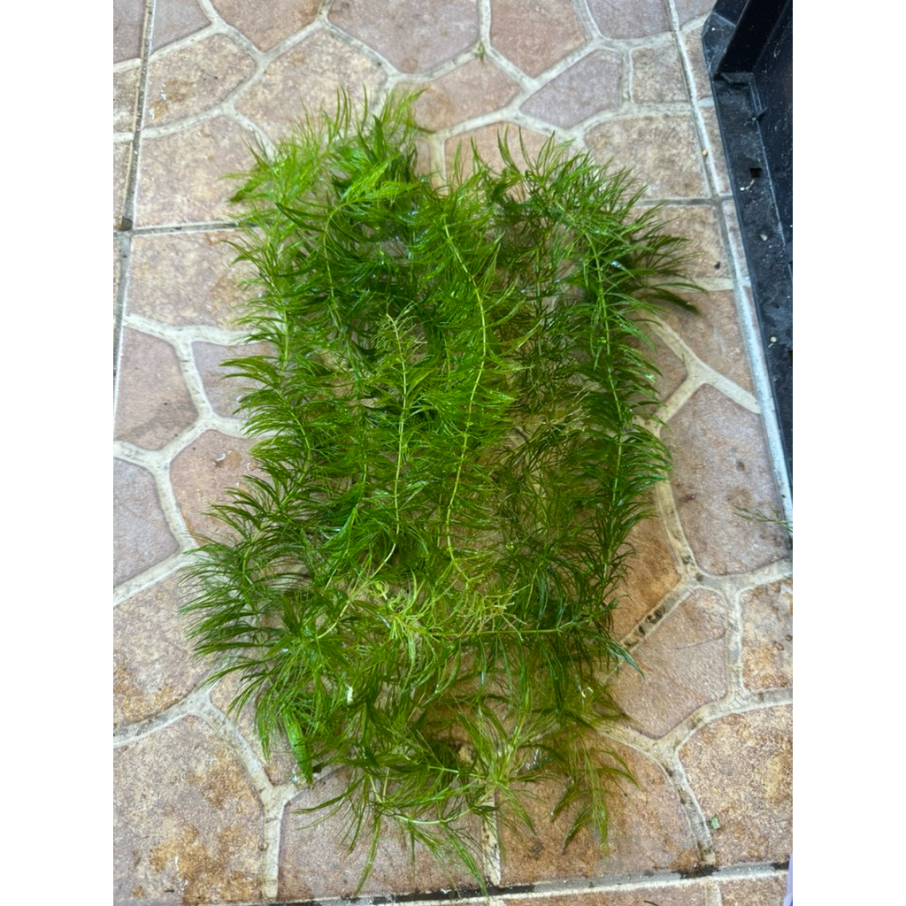 Ganggang Air / Ganggang Ekor Tupai