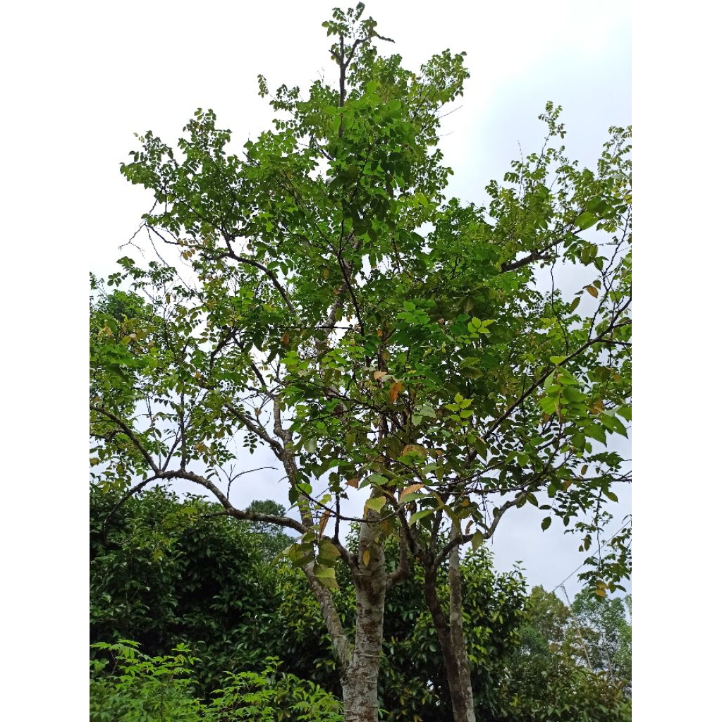 

Daun blimbing fresh 100gr