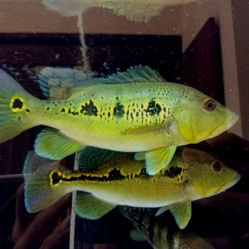 Ikan Predator Peacock Bass Orinoco