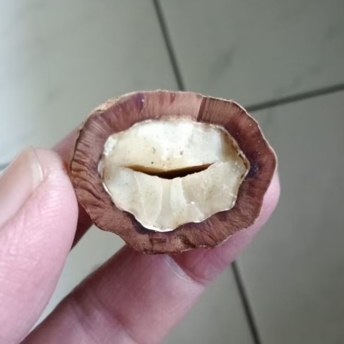 Kemiri Adu Muncang Adu Jalim Obar JR Cangklongan Full Tua