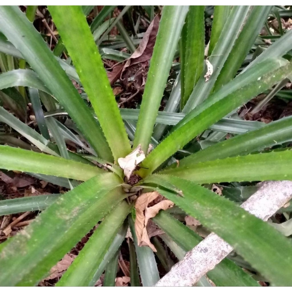

Daun nanas merah daun nanas hutan segar 1 kg