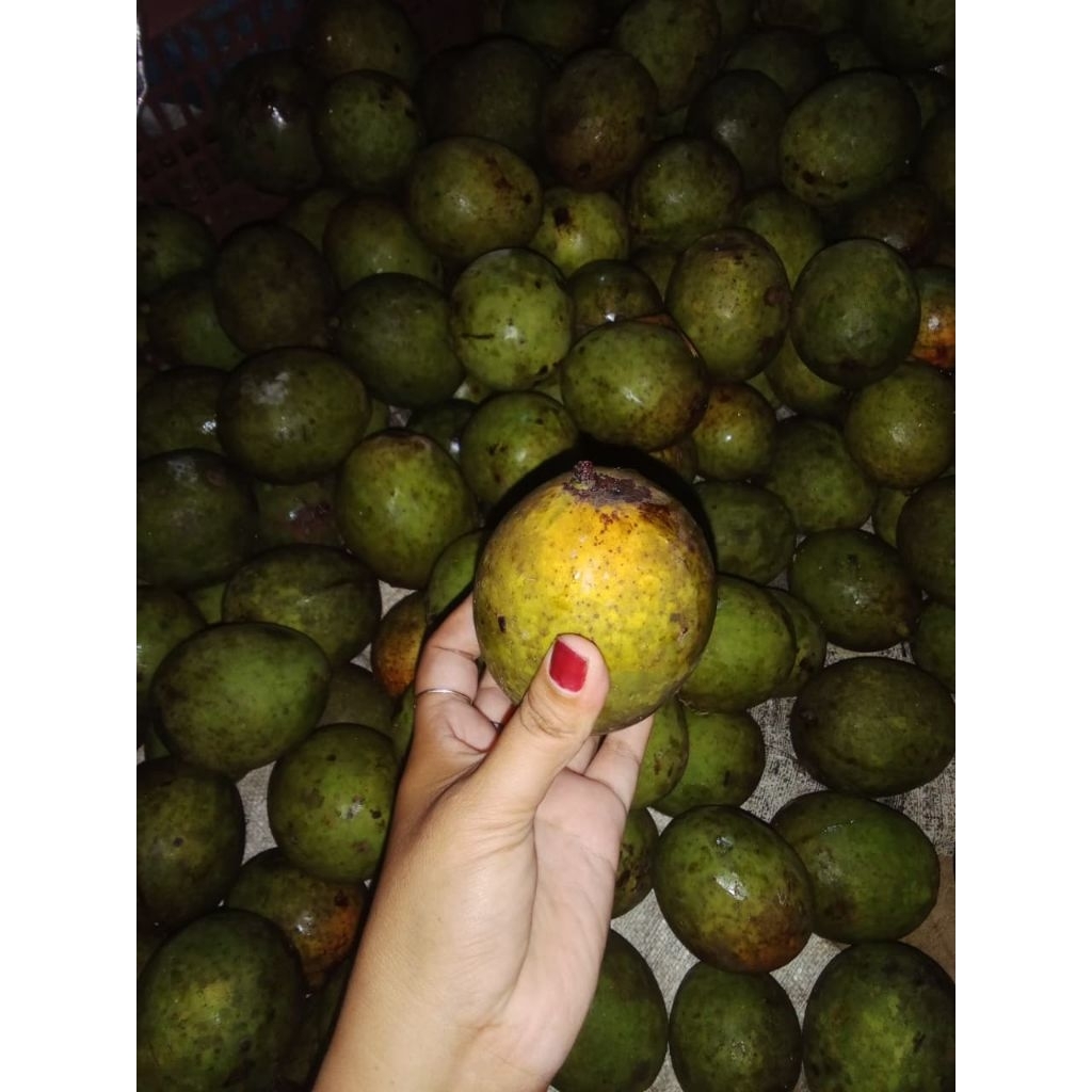 

mangga wangi