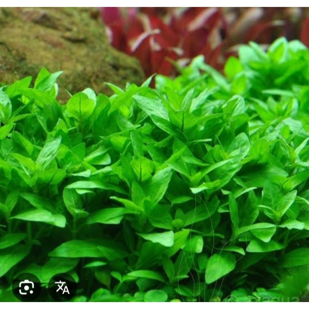 

lalaban daun rendeu 500 grm