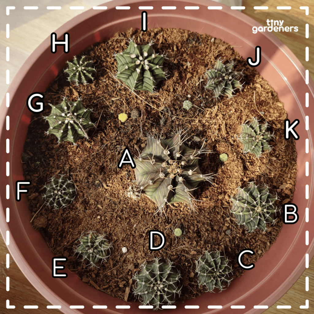 Kaktus Gymno LB Hybrid