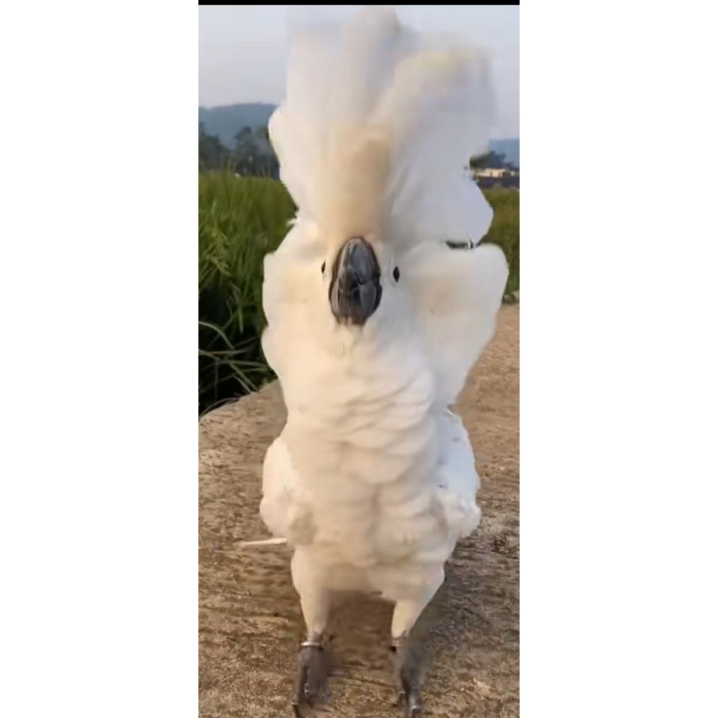 

promo telur Kaka TUA firtil siap menetas