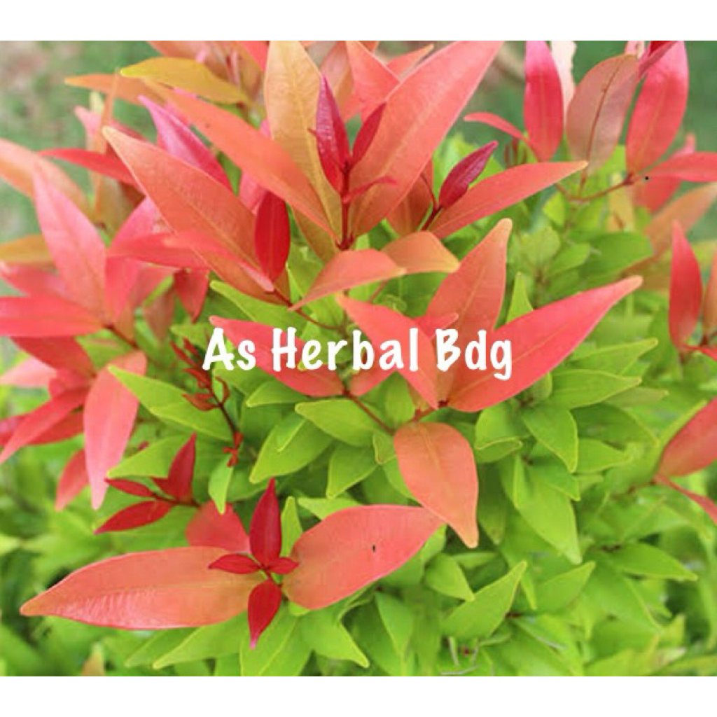 

Daun pucuk merah segar organik 100 lembar petik langsung-az