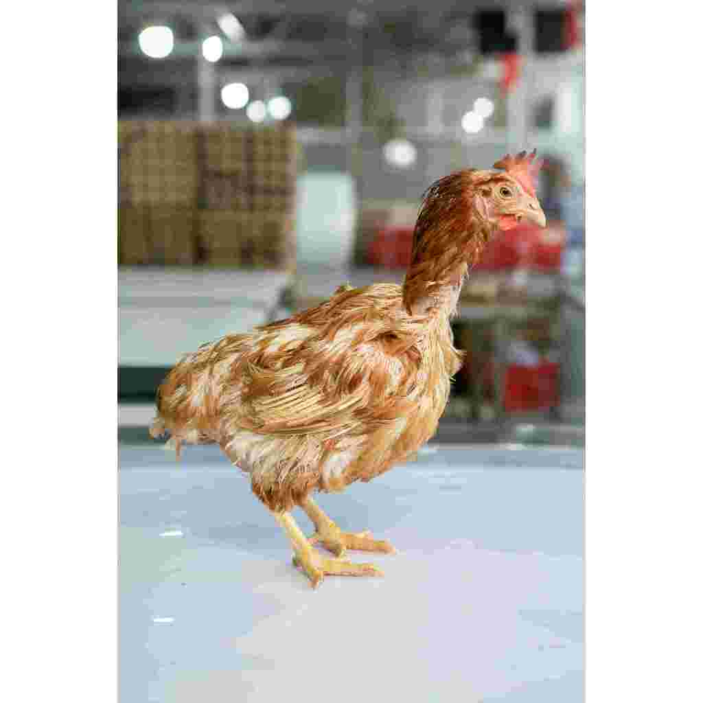 

Ayam merah fresh rijek 52rb per ekor/ayam merah/ayam tua/ayam afkir