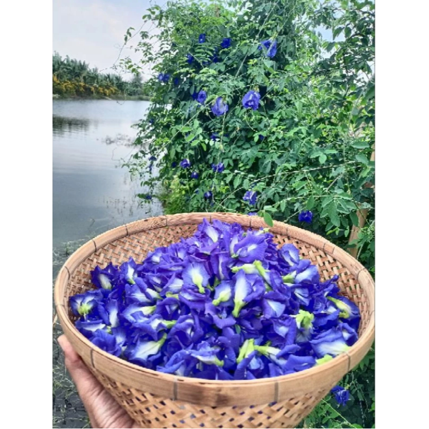 

Bunga Telang Kembang Teleng Blue Pea Kering
