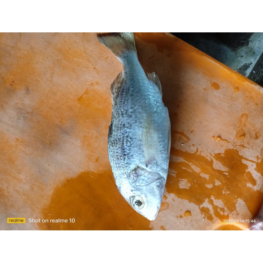 

kakap putih/gerit