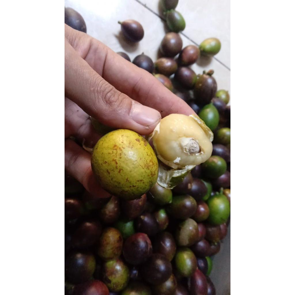 

Matoa Segar Baru Petik dari Pohon