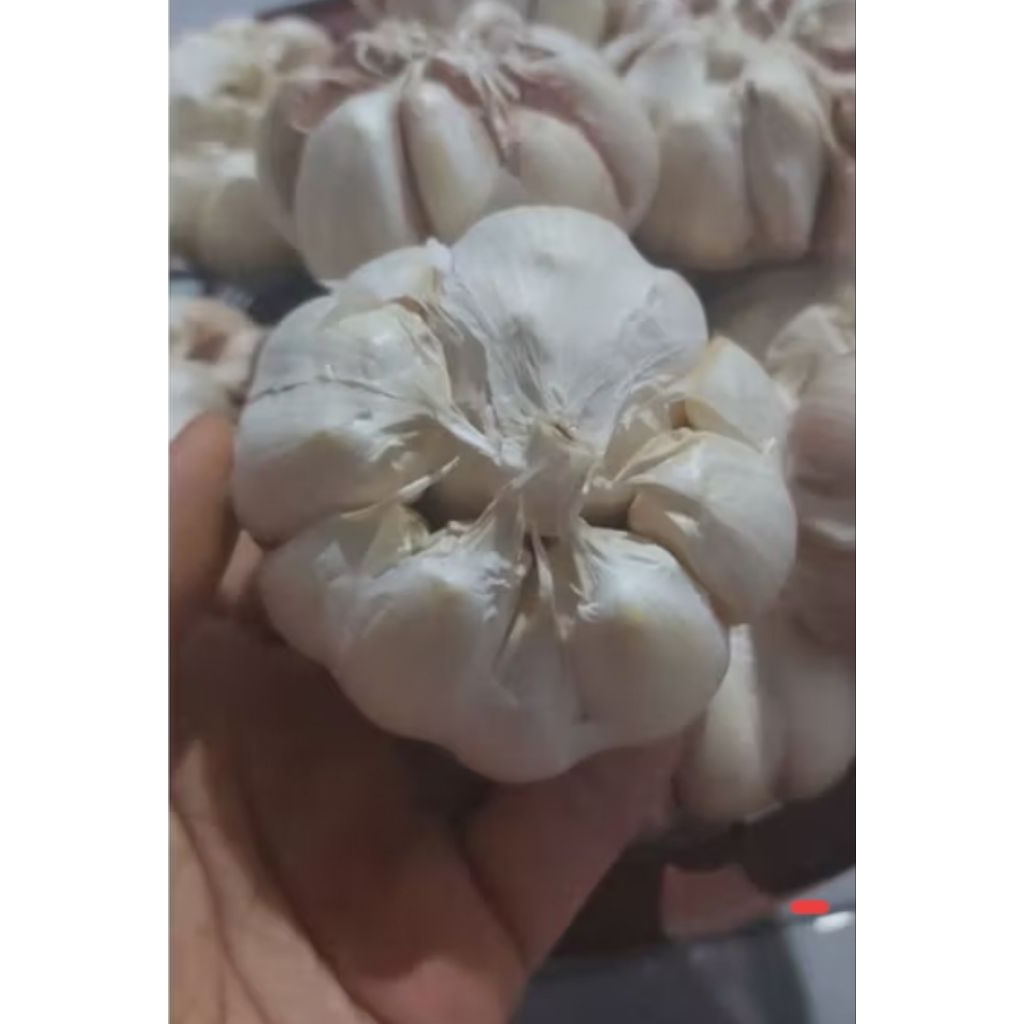 

Bawang Putih 400 gram