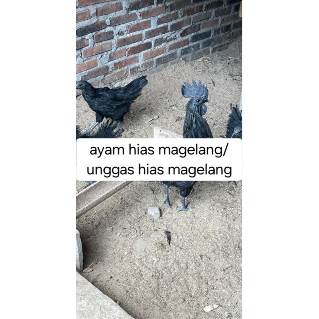 telur ayam cemani fresh. minat anakan-indukan bisa japri