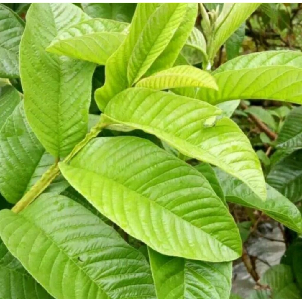 

DAUN JAMBU BIJI FRESS PESAN BARU DI PETIK ISI 1 LEMBAR